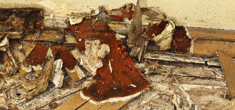 Damaged wooden floor and wall with peeling paint, mould and fungal growth show severe wood rot and decay. The wood appears broken and crumbling, with reddish-brown fungus covering parts of the surface due to persistent dry rot.