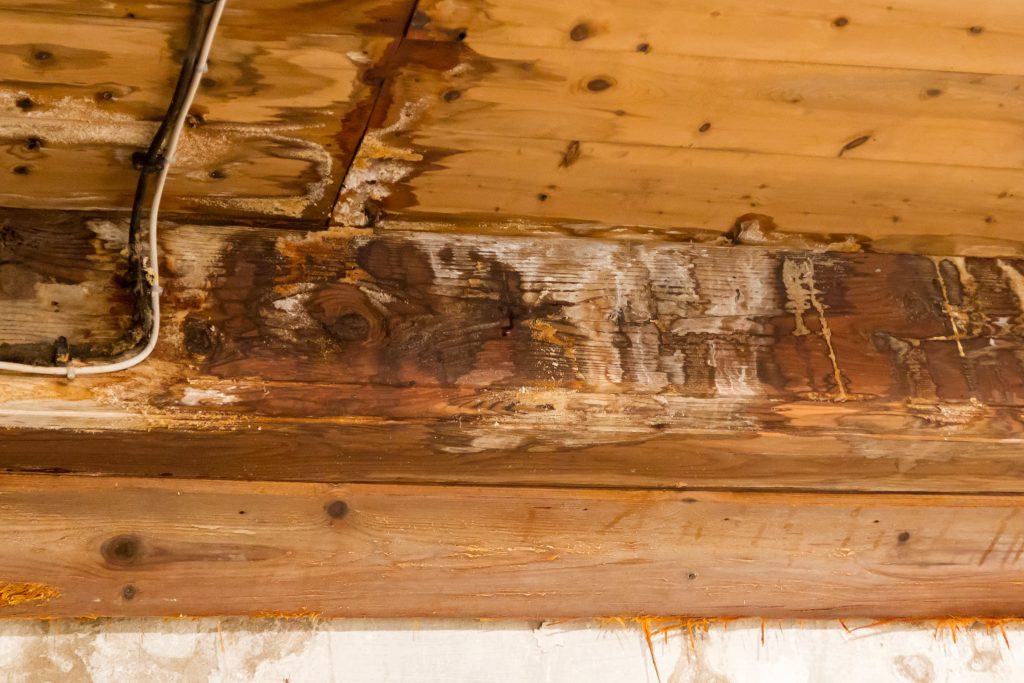 Exposed wooden beams with significant water damage and discolouration, showing signs of rotting wood, mould and timber decay.