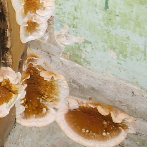 Dry rot fruiting body