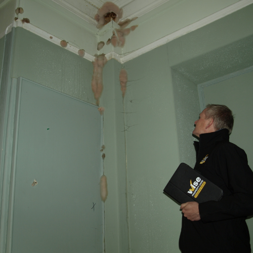 Surveyor spotting dry rot