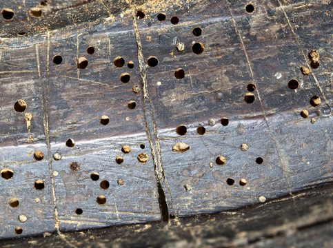 Close up of classic round woodworm holes in a piece of old wooden furniture