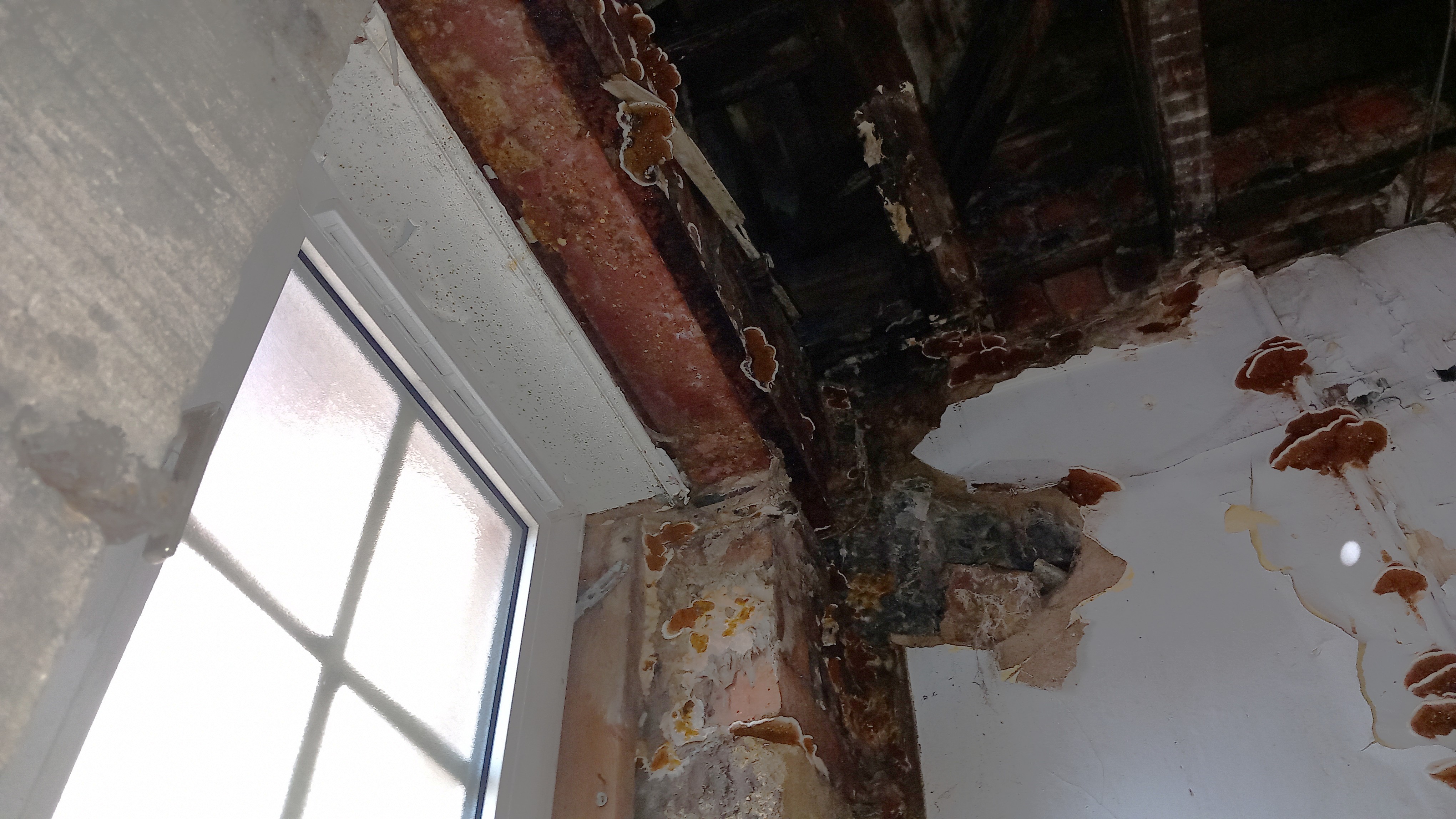 Building Iron Rot Dry Rot in Historic Buildings: Treatment Guide | Wise Property Care