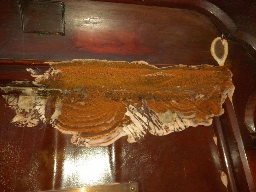 Early signs of dry rot