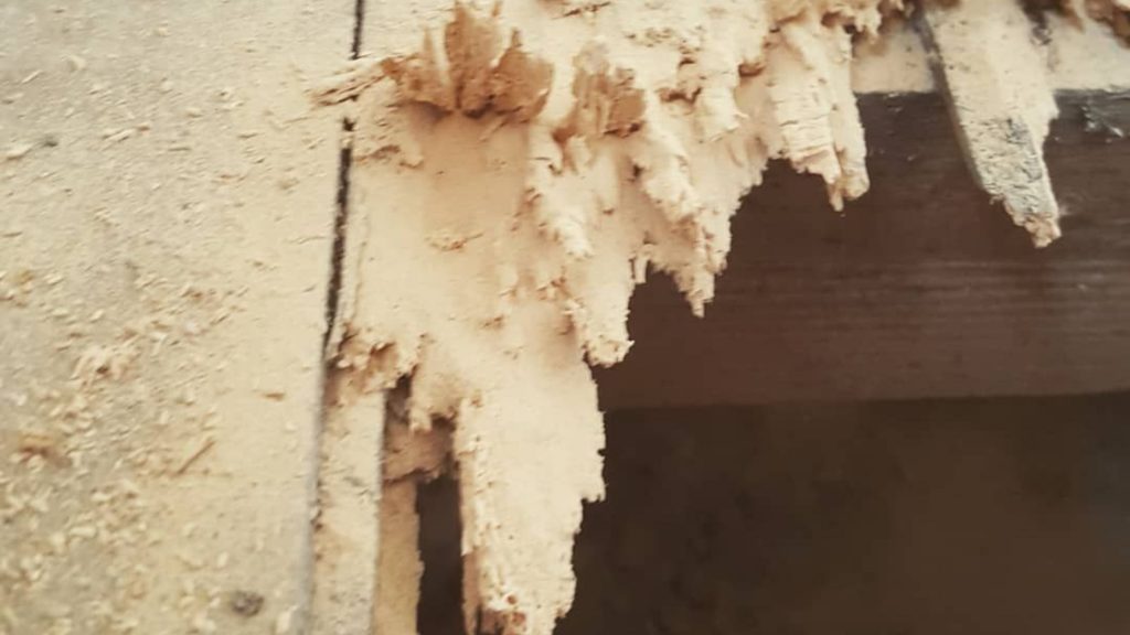 damaged timber with a jagged, splintered edge and rough sawdust, showing significant damage and a missing section of wood, signs of woodworm infestation.