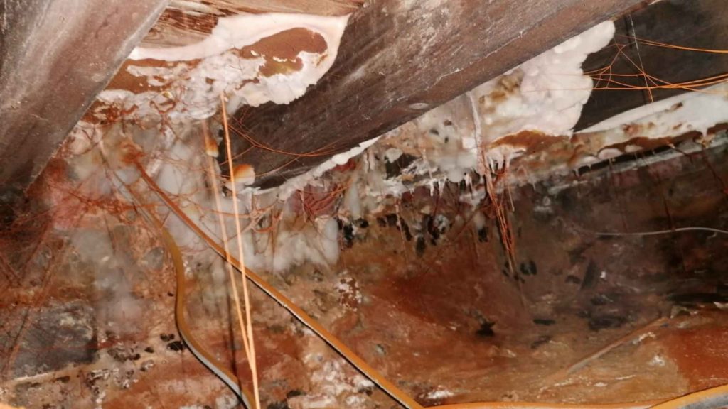 White and orange-brown dry rot fungal growth are visible on timber beams and a brick wall in a damp, poorly lit crawl space or basement area