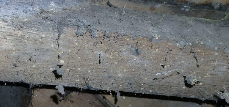closeup of timber roof beam with signs of exit holes and fresh frass from woodworm infestation