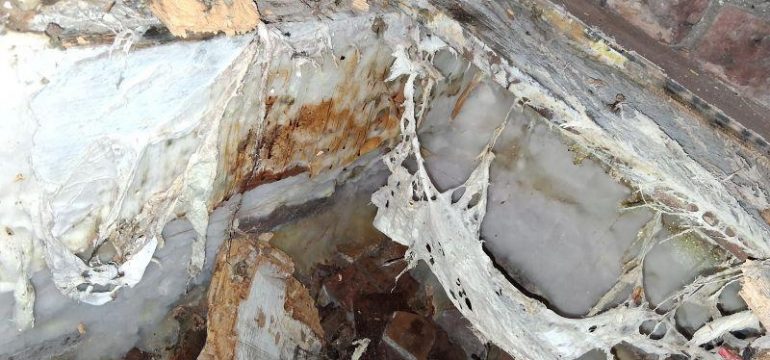Decaying wood and wall covered in thick, white, web-like fungal growth and rot, with discoloration and damage visible in a damp, neglected corner.