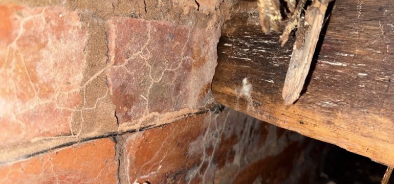 Wet Rot in Edinburgh Properties: